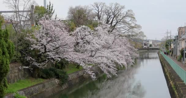 Kyoto Nun Kiraz Çiçeği — Stok video