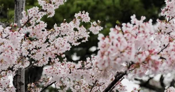 Kyoto Daki Kiraz Çiçeği — Stok video