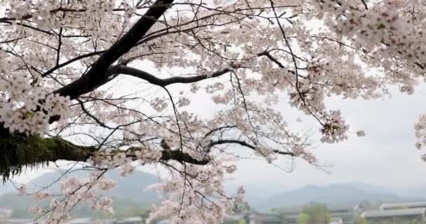 Körsbärsblomman Kyoto — Stockvideo