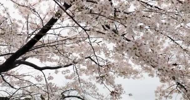 Körsbärsblomman Kyoto — Stockvideo