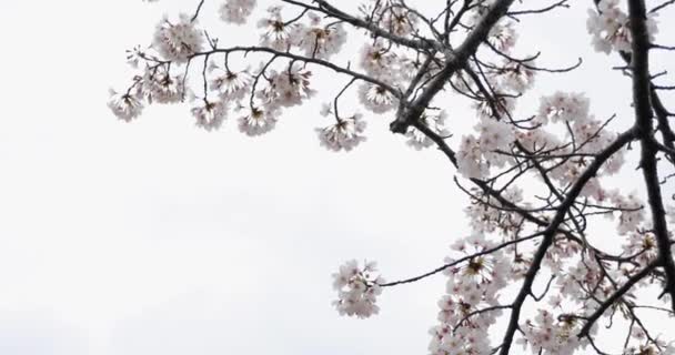 Flor Cereja Kyoto — Vídeo de Stock