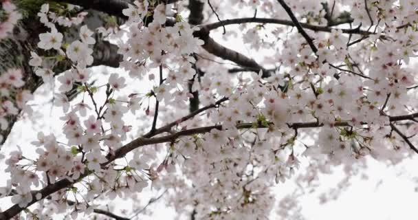 Flor Cerezo Kyoto — Vídeos de Stock