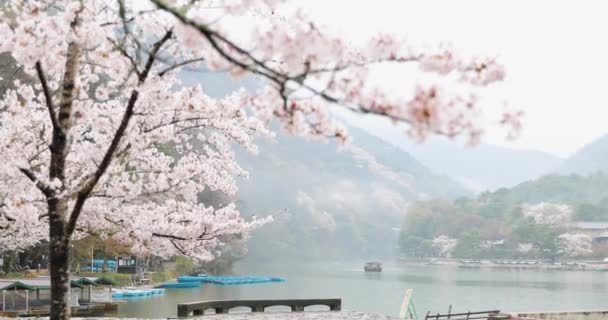 Flor Cereja Kyoto — Vídeo de Stock