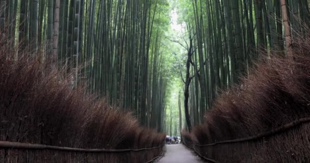 Bästa Flottarna Kyoto — Stockvideo