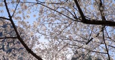 Tokyo kiraz çiçeği