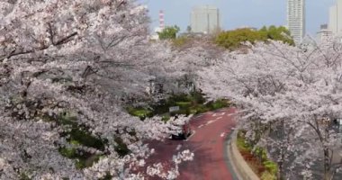 Tokyo kiraz çiçeği
