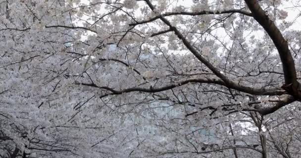 Flor Cereja Tokyo — Vídeo de Stock