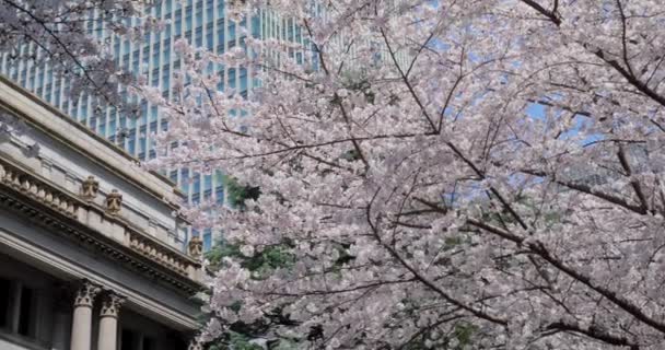 Flor Cerezo Tokio — Vídeos de Stock