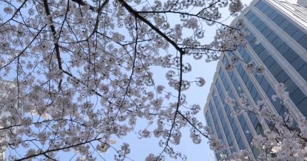 Körsbärsblommor Tokyo — Stockvideo