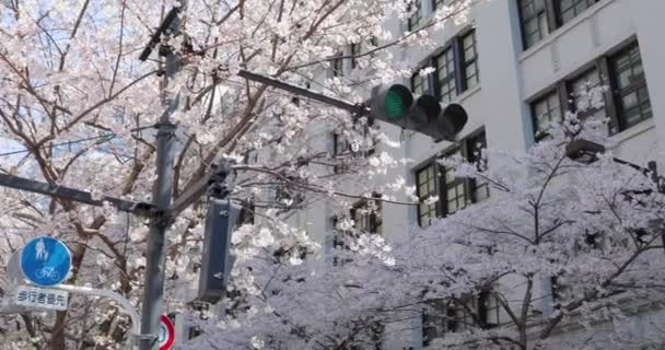 Körsbärsblommor Tokyo — Stockvideo