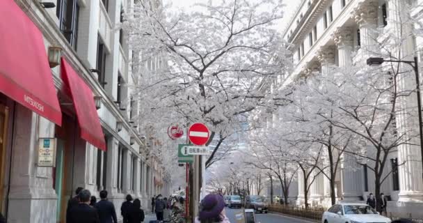 Flor Cerezo Tokio — Vídeos de Stock