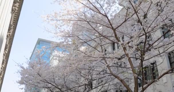 Kirsikankukka Tokiossa — kuvapankkivideo