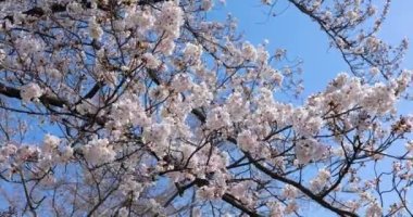 Tokyo kiraz çiçeği