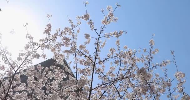 Třešňový Květ Tokiu — Stock video