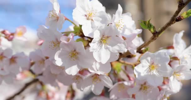 Cherry Blossom Tokyo — Stock Video