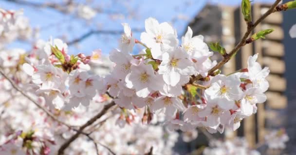 在东京的樱花盛开 — 图库视频影像