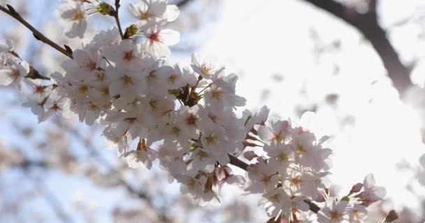 Tokyo Kiraz Çiçeği — Stok video