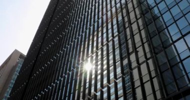 Tokyo kiraz çiçeği