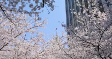 Tokyo 'daki en iyi kiraz çiçeği.