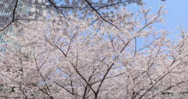 Tokyo 'daki en iyi kiraz çiçeği.