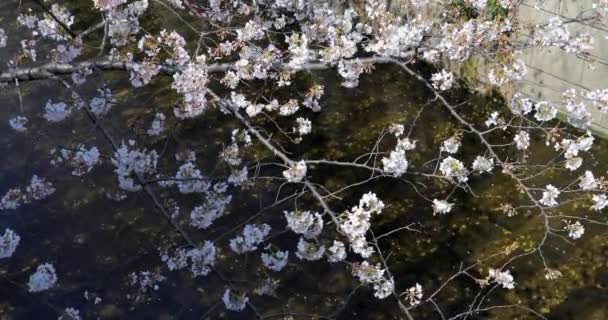 东京最好的樱花 — 图库视频影像