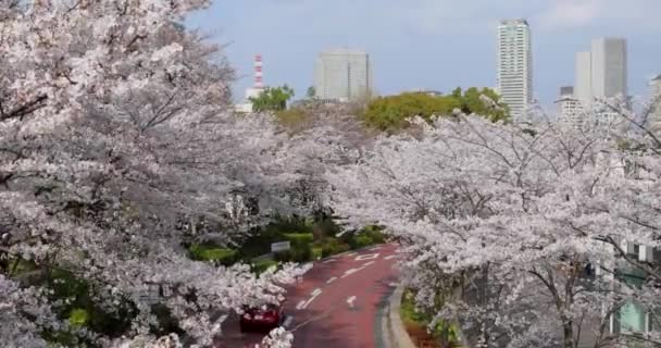 Melhor Flor Cereja Tóquio — Vídeo de Stock