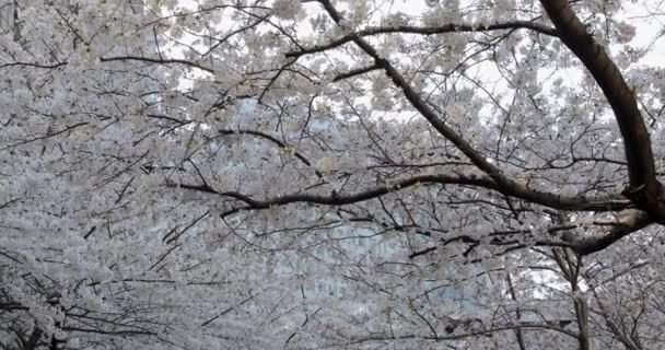 Best Cherry Blossom Tokyo — Stock Video