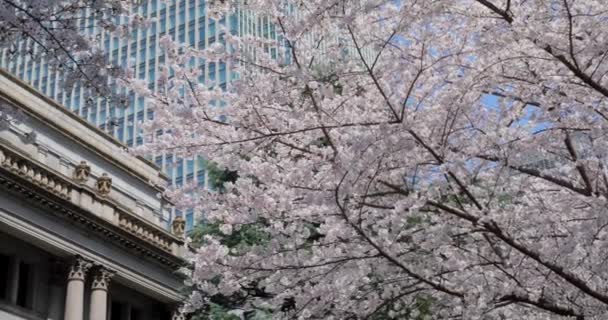 东京最好的樱花 — 图库视频影像