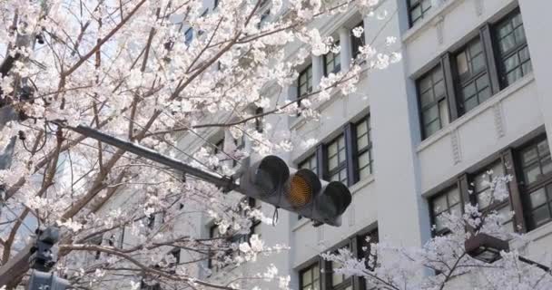Best Cherry Blossom Tokyo — Stock Video