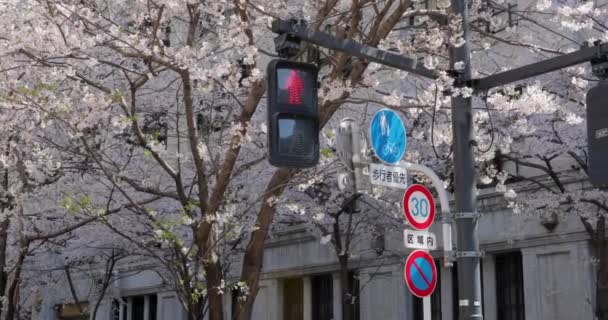 Die Beste Kirschblüte Tokio — Stockvideo