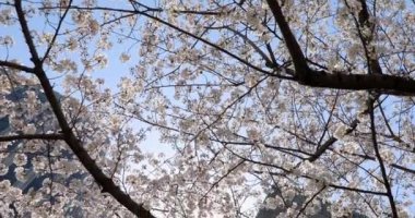 Tokyo 'daki en iyi kiraz çiçeği.