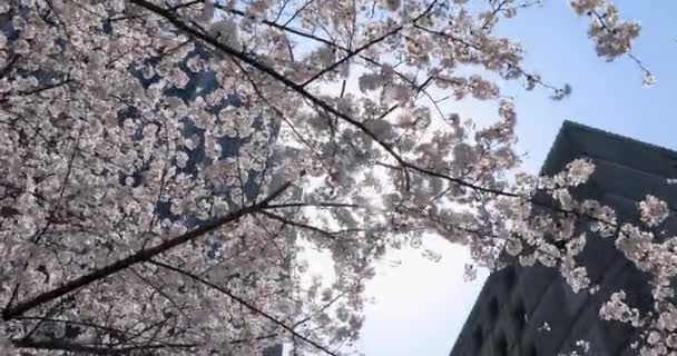 Tokyo Daki Iyi Kiraz Çiçeği — Stok video