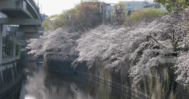 Tokyos Bästa Körsbärsblomma — Stockvideo