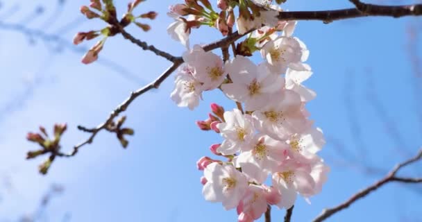 Nejlepší Třešňový Květ Tokiu — Stock video