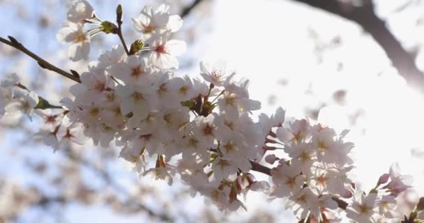 Die Beste Kirschblüte Tokio — Stockvideo