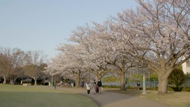 Yokohama Daki Iyi Kiraz Çiçeği — Stok video