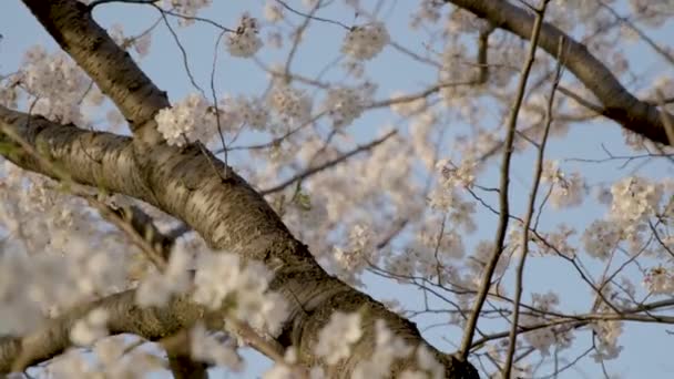 Best Cherry Blossom Yokohama — Stock Video