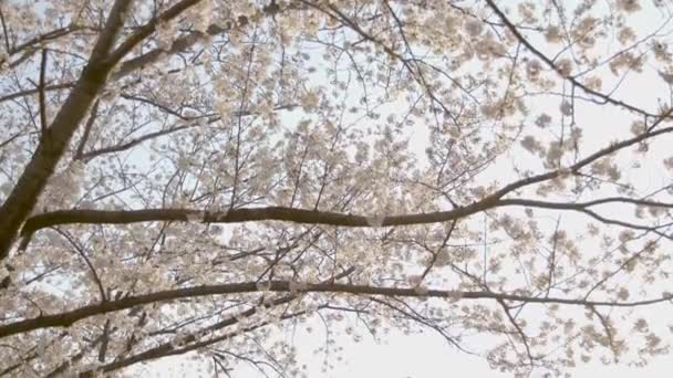 Bunga Ceri Terbaik Yokohama — Stok Video