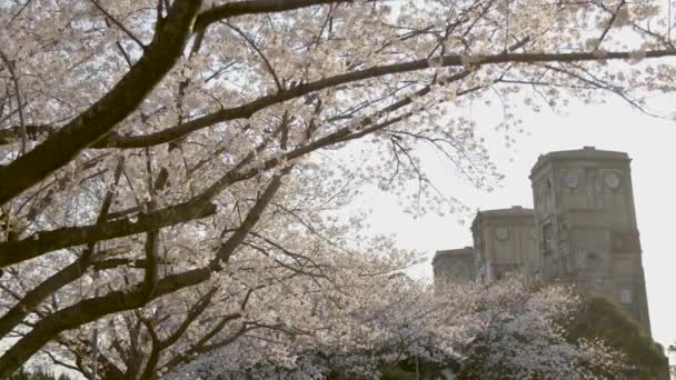 Bunga Ceri Terbaik Yokohama — Stok Video