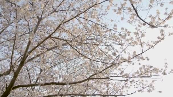 Nejlepší Třešňový Květ Jokohamě — Stock video