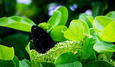 Tayvan 'ın Fotoğrafları