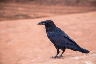 Görünümü, Arches National Park