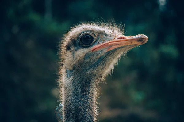 Filipinlerin yaşam tarzı