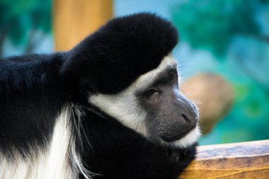 Hogle Hayvanat Bahçesi manzarası