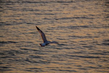 Los Angeles güzelliği