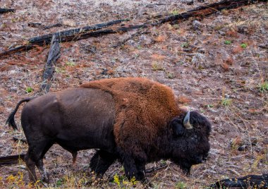 Yellowstone Ulusal Parkı (Sonbahar)