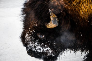 Yellowstone Ulusal Parkı (Kış)