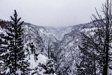 Yellowstone Ulusal Parkı (Kış)