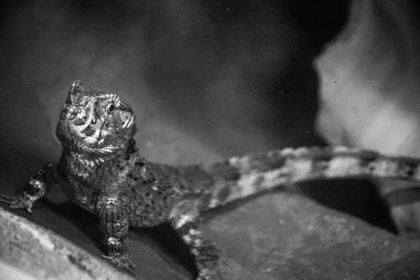 Der Blick Auf Den Hogle Zoo — Stockfoto