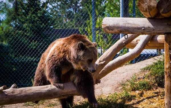 Vista Hogle Zoo — Fotografia de Stock